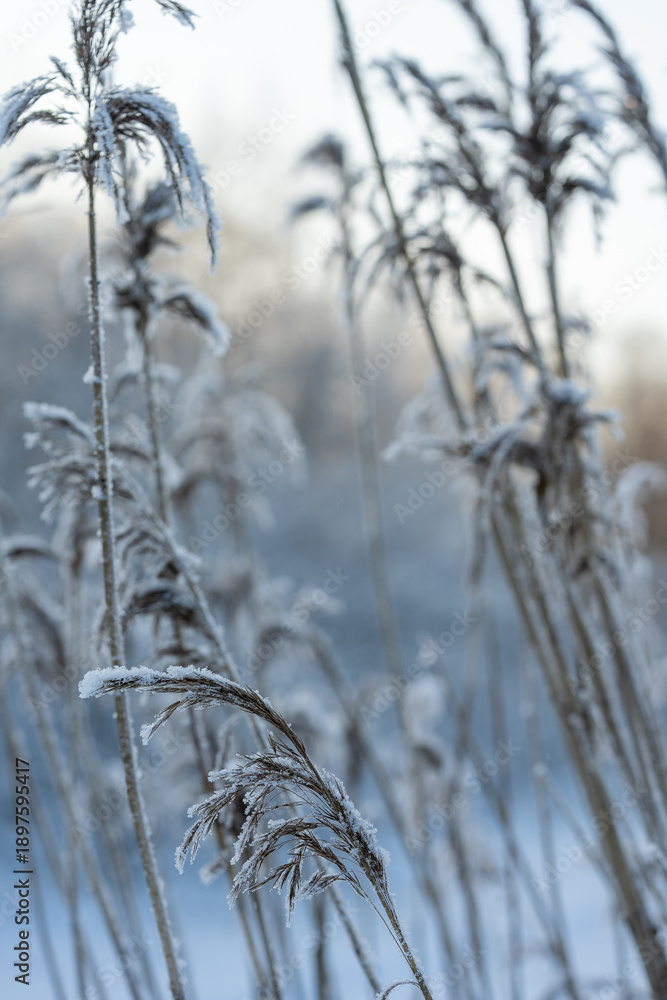 Obraz premium Frosted reeds in a quiet winter wetland with soft blue tones and shallow depth of field.