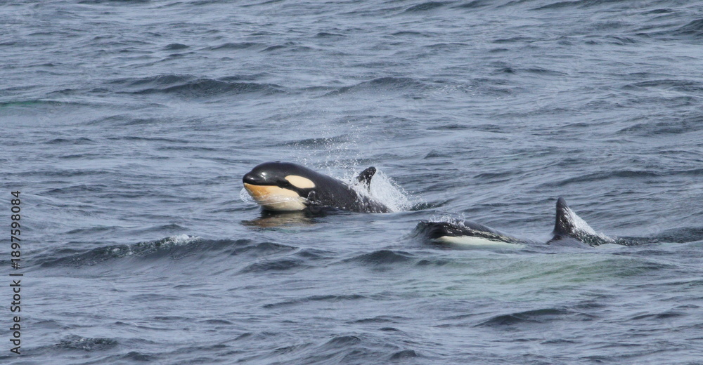 Fototapeta premium Orca