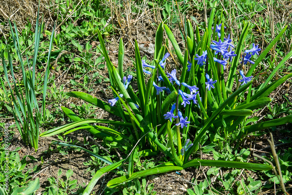 Obraz premium Early bloomers - Wild hyacinth bluebell (Scilla nonscripta) at the first warm day at the end of winter. The awakening of nature