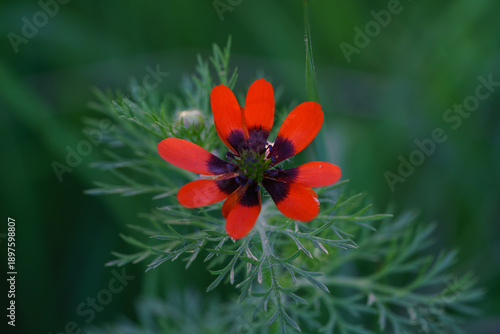 Photos Close up of red adonis flower blooming in green nature field