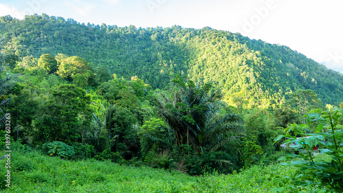 Bilde på lerret Tropical rainforest on volcanic islands during monsoon season