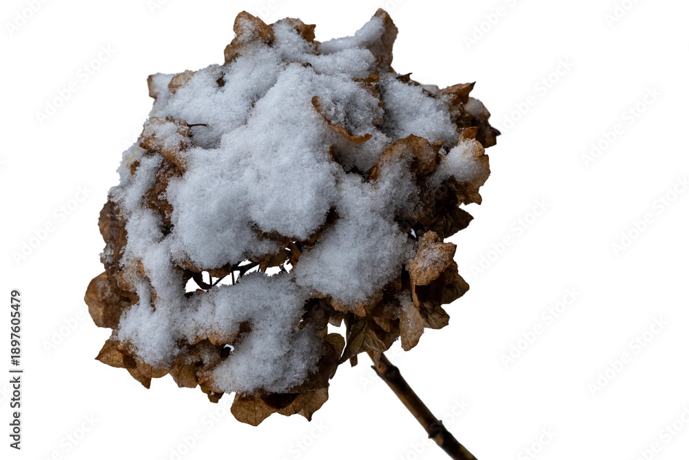 Obraz premium Dried hydrangea blooms covered in fresh winter snow