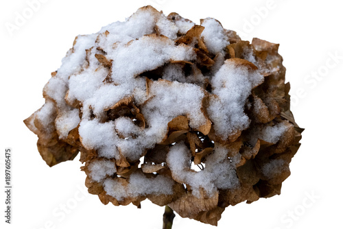 Obraz na płótnie Dry hydrangea flower head covered with winter snow