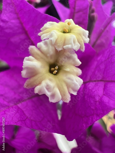 Close up of Pink Purple Tropical Flower
