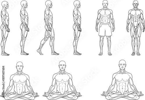 Male human anatomy line art illustration set, muscular body poses standing walking meditation, detailed outline medical fitness drawing