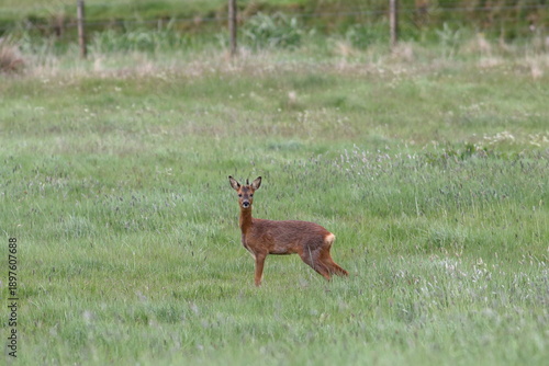 Roe Deer