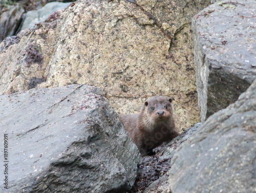Otter