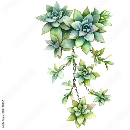 Watch Chain Plant High Quality, watercolor vector depicting playful antics, isolated on a white background.