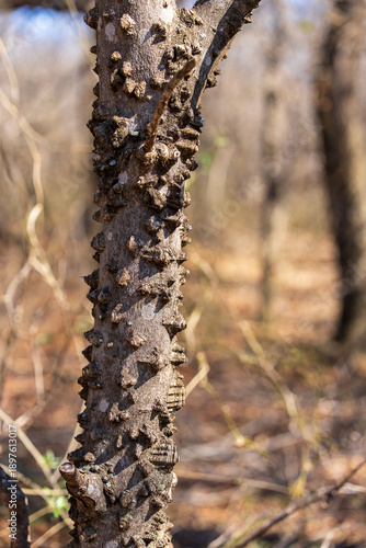 trunk of a tree