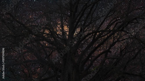 Tree in the night with noisy crow birds flying in the sky to create a spooky atmosphere..