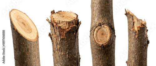 Various pieces of wood showcase different cuts and natural textures, highlighting the organic beauty and raw material of tree trunks.