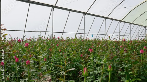 Rows of roses growing inside a greenhouse at a cut flower farm near Lake Naivasha, Kenya, part of the region’s thriving floriculture industry. 4k panning video.