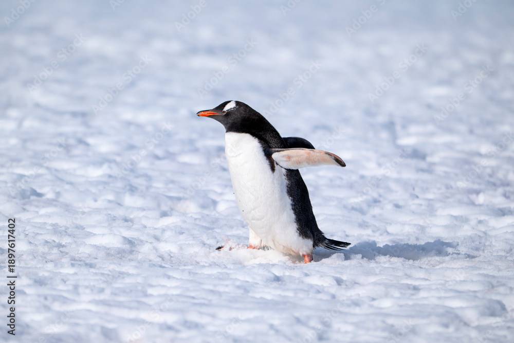 Fototapeta premium Gentoo penguins of Antarctica 