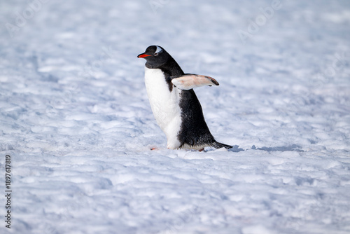 Gentoo penguins of Antarctica 