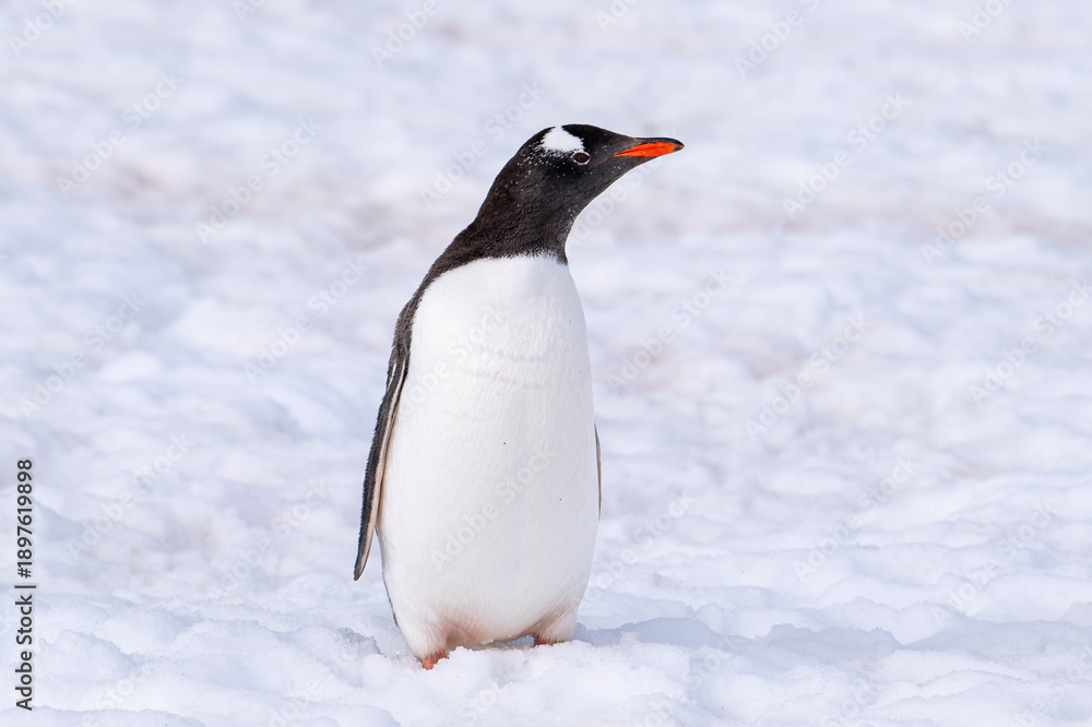 Obraz premium Gentoo penguins of Antarctica 
