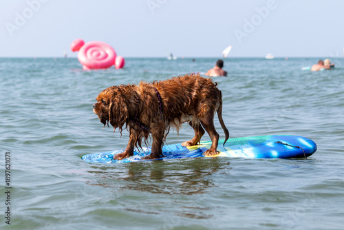 Obraz na plátně Simpatico cane razza Cavalier King Charles Spaniel al mare nuota gioca divertito