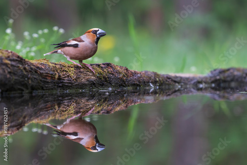 Fototapeta Hawfinch (Coccothraustes coccothraustes)