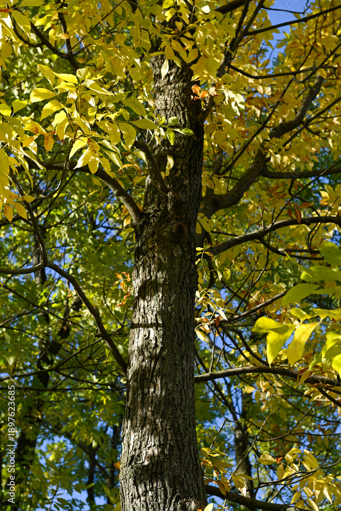 Fototapeta premium Bottom-up view of autumn trees covered with yellow and green leaves
