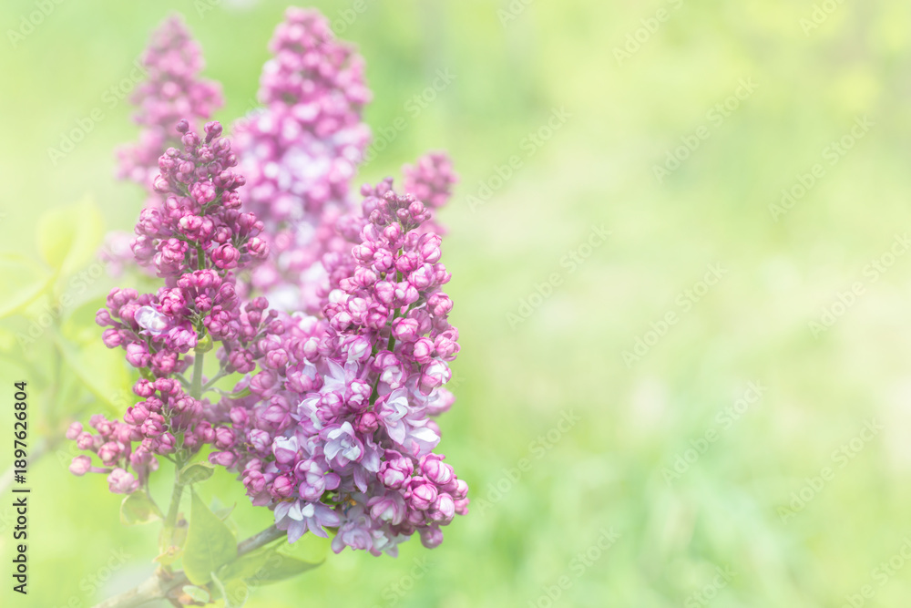 Obraz premium Lilac flowers branch bouquet