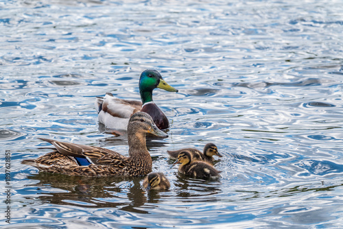 A family of ducks, a duck and its little ducklings are swimming in the water. The duck takes care of its newborn ducklings. Mallard, lat. Anas platyrhynchos