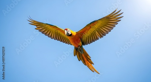 red and yellow macaw