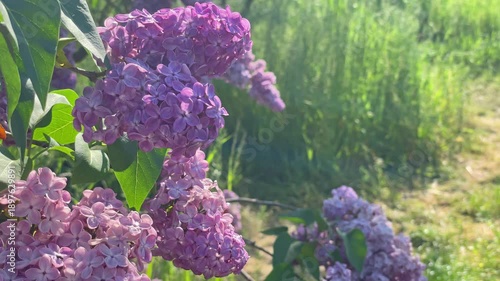 Lilac purple flowers branch