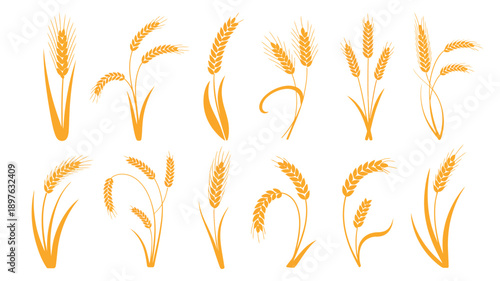 A collection of golden wheat illustrations on a white background