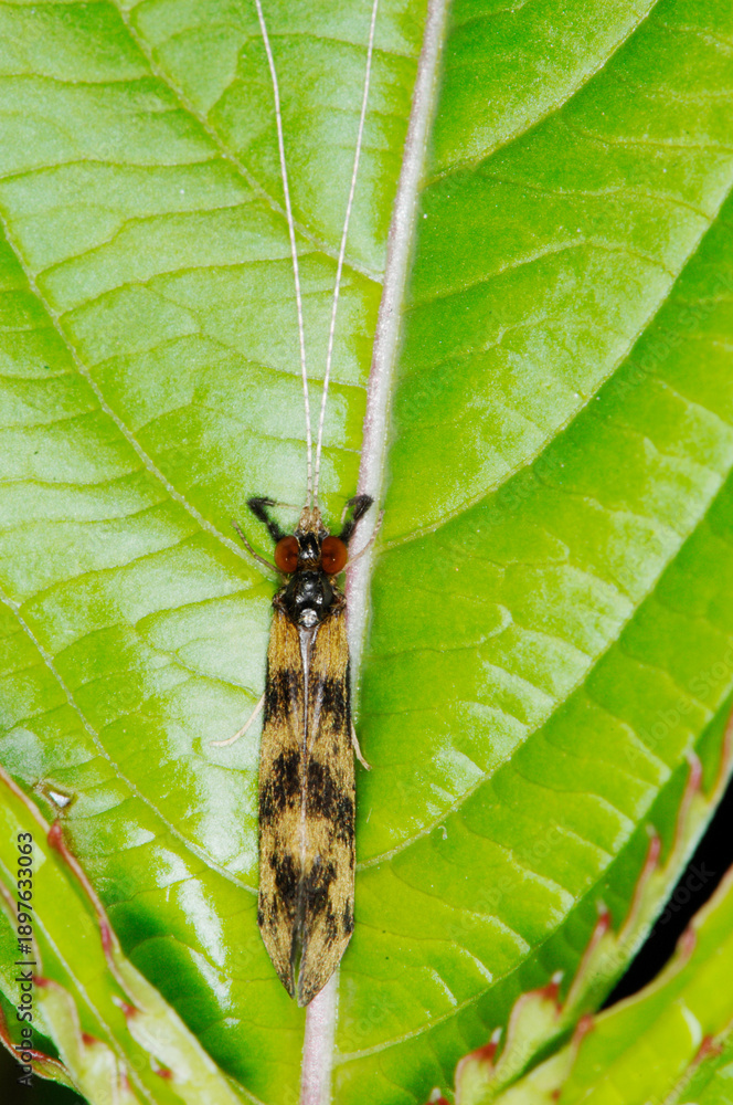 Fototapeta premium Köcherfliege, Mystacides longicornis