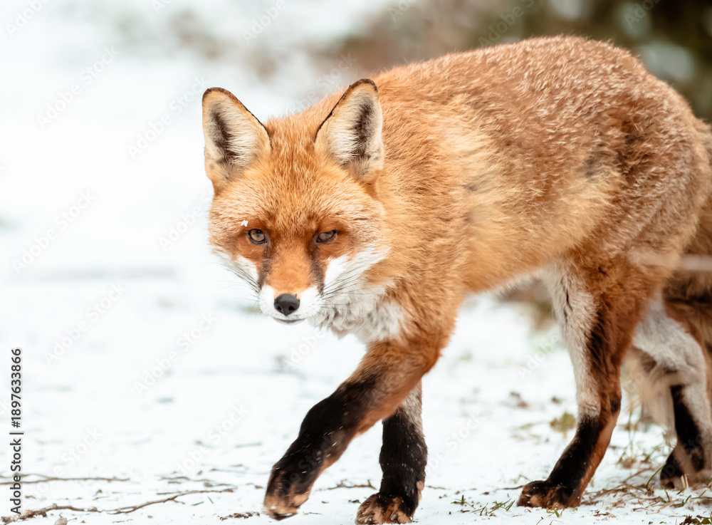 Fototapeta premium red fox walking in the snow