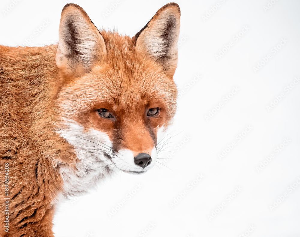 Fototapeta premium red fox vulpes