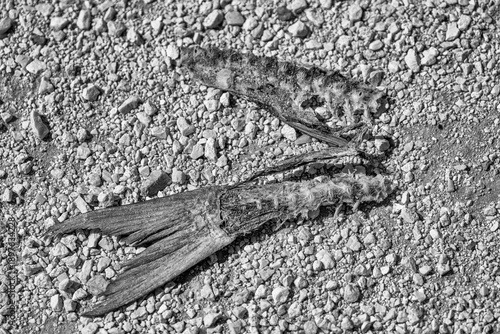 Photos Abandoned fish bones in arid Australian desert landscape representing dryness an