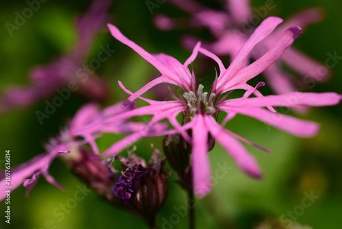 Silene flos-cuculi, Kuckucks-Lichtnelke, rosa Blüte mit ausgelappten Blütenblättern