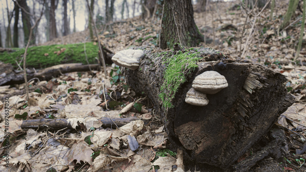 Fototapeta premium Fungi on a tree branch