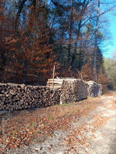 Holzstöße, die zum Trocknen in der Sonne im Wald stehen, große Stöße von gemetertem Brennholz