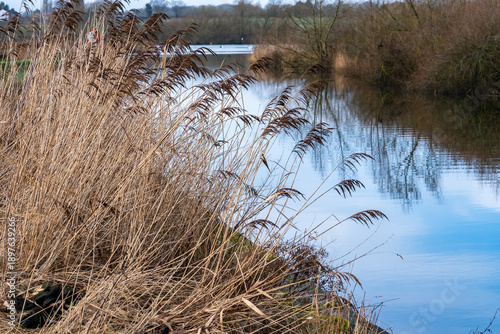 Close and selective focus on golden reeds on the bank of the River Yare, Norfolk Broads. Captured on a still day with water reflections