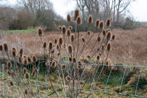 Foto Close and selective focus on teasels growing on the river bank