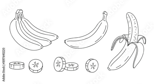 Illustrating Banana Bunches and Cross-Sections in Simple Black and White Line Drawing for Educational Decorative