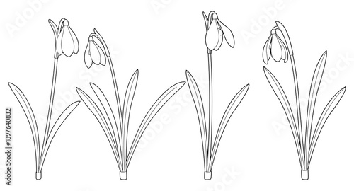 Vector illustration of snowdrop flowers isolated on a white background. The design features four variations of snowdrops with detailed line art, perfect for floral-themed projects. Black line