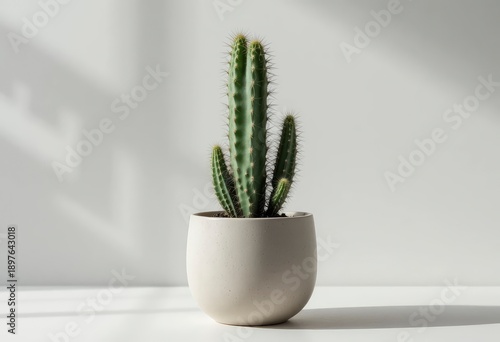 Modern indoor cactus in pot on clean white studio background