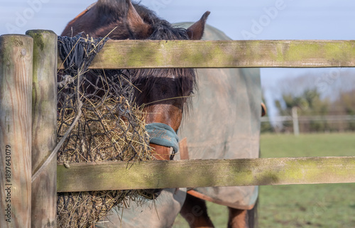 Close up of a horse eating hay from a feeder with intentional soft focus effect