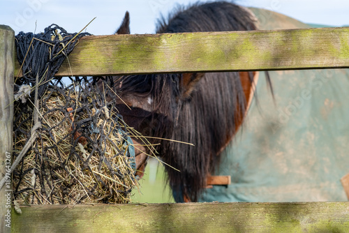 Close up of a horse eating hay from a feeder with intentional soft focus effect