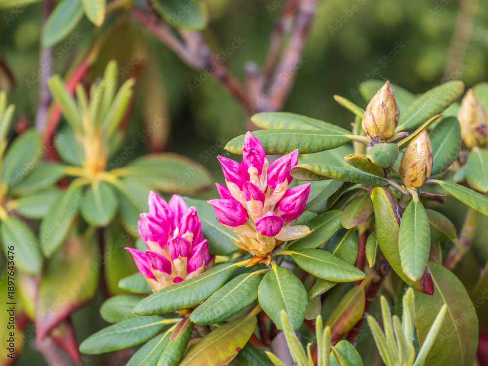 Obraz premium Pink flowers of Siberian rhododendron copy space. Rhododendron dauricum. Spring flowering of Altai rhododendron.