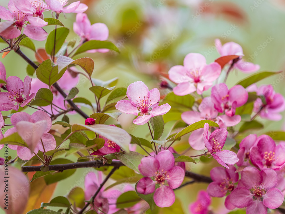 Obraz premium Fresh pink flowers of a blossoming apple tree with blured background