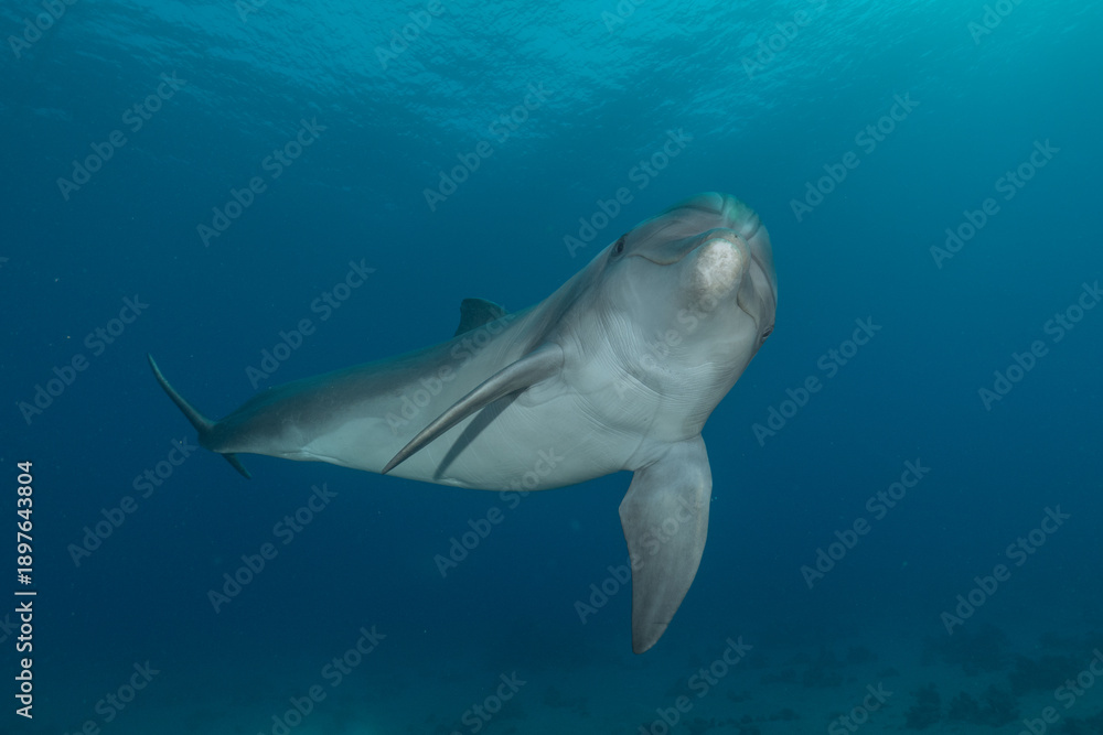 Naklejka premium Dolphin swimming in the Red Sea, Eilat Israel 