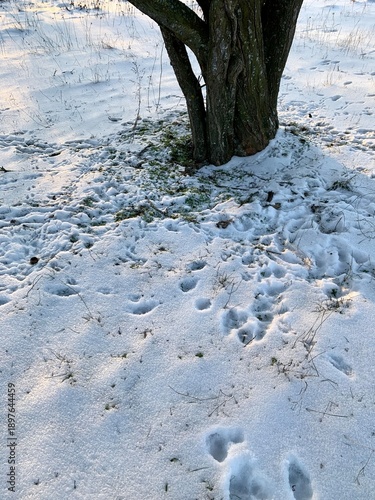 Winter landscape with a leafless tree standing in snow-covered ground, surrounded by numerous footprints. Natural daylight, soft winter light, and organic textures of snow, grass, and tree bark. 
