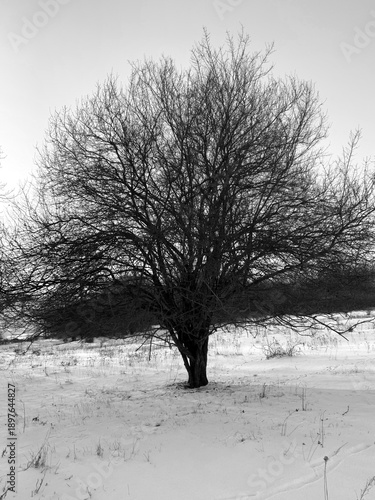Black and white winter landscape with a lonely leafless tree standing in a snowy field. Minimalist rural scene with bare branches, cold atmosphere, and natural contrast. Symbol of solitude, silence.