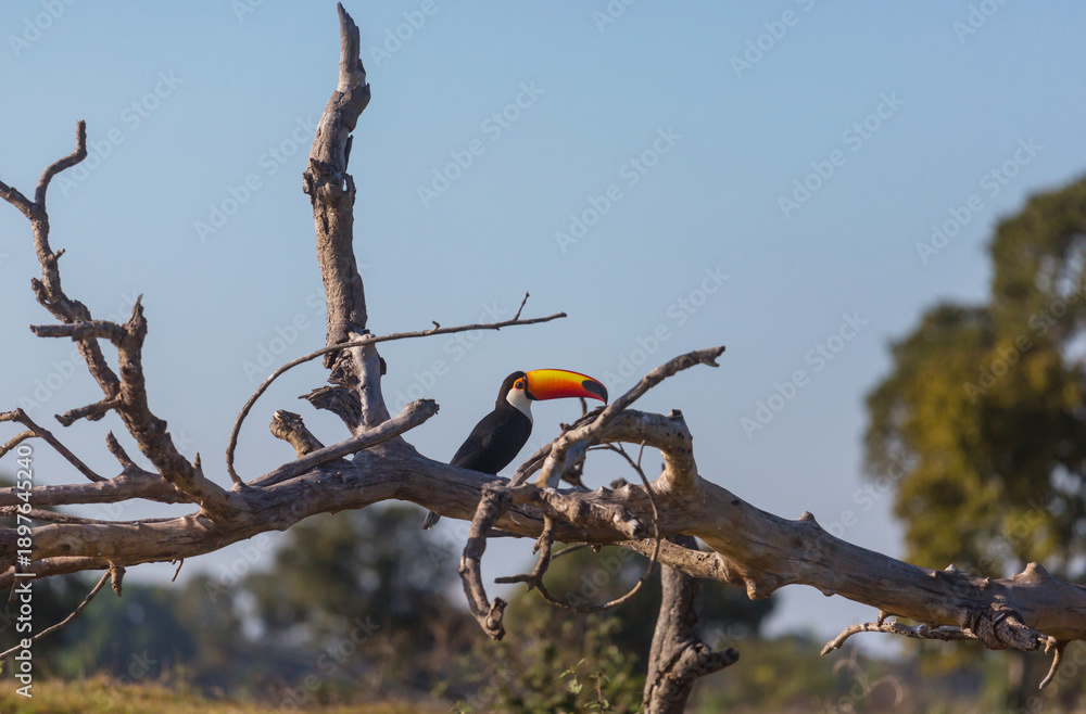 Naklejka premium Tucan