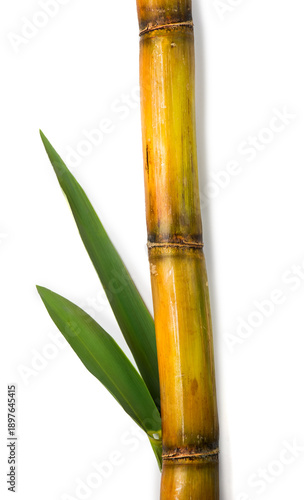 Sugar cane stalk with leaves, sugarcane stick isolated on white background. Organic Saccharum Officinarum plant flat lay, vertical photo 