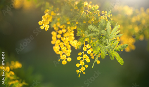 Mimosa Spring Flowers Easter background. Holiday backdrop, border art design....