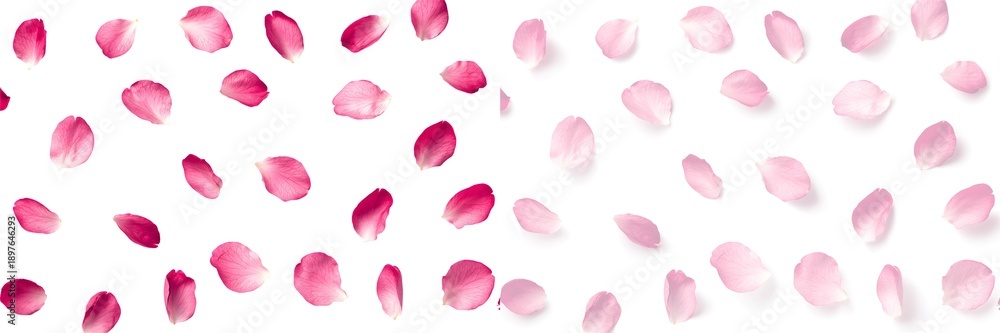 Fototapeta premium Falling pink cherry blossom petals isolated on transparent background with shadows, realistic floral elements for romantic spring design.
